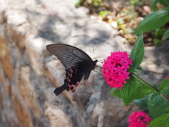 Papilio dialis