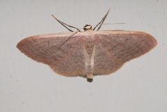 Idaea distinctaria