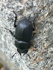 Dorcus parallelipipedus