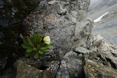 Meconopsis integrifolia
