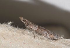 Acrobasis obliqua