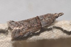 Acrobasis obliqua