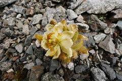 Meconopsis integrifolia