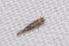 Coccidiphila gerasimovi