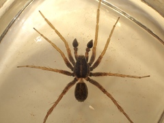 Pardosa palustris