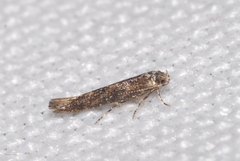 Coccidiphila gerasimovi