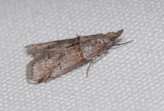 Acrobasis obliqua