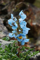 Meconopsis speciosa
