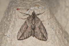 Thera cupressata