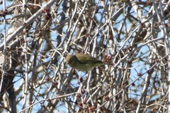 Phylloscopus collybita
