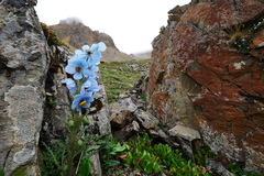 Meconopsis speciosa