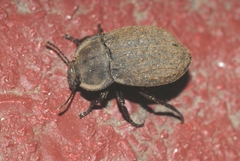 Asida sericea