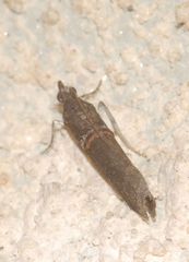 Acrobasis obliqua