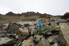 Meconopsis speciosa