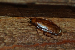 Parcoblatta virginica