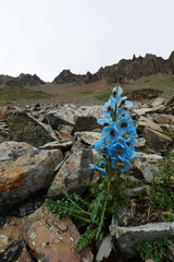 Meconopsis speciosa