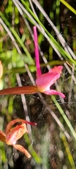 Disa marlothii