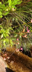 Disa marlothii