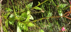 Disa marlothii