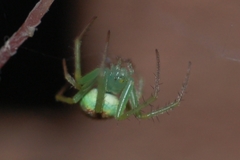 Araneus cingulatus