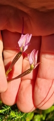 Disa marlothii