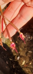 Disa marlothii