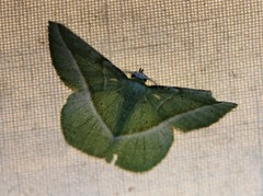 Dichorda illustraria