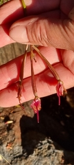 Disa marlothii