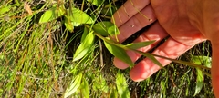 Disa marlothii