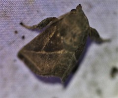 Natada fusca