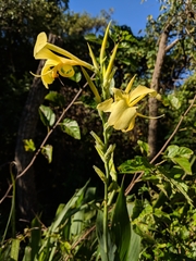 Canna glauca