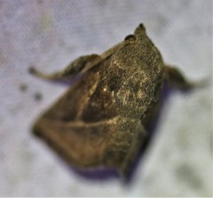 Natada fusca