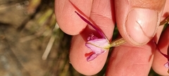 Disa marlothii