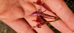 Disa marlothii