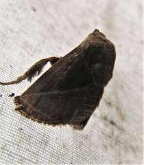 Natada fusca