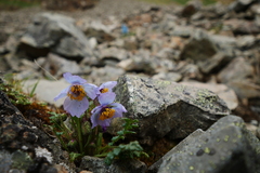 Meconopsis speciosa