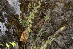 Micromeria hyssopifolia