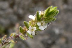 Micromeria hyssopifolia