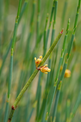 Ephedra likiangensis