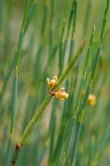 Ephedra likiangensis
