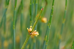 Ephedra likiangensis