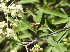 Cosmoclopius poecilus