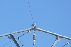 Streptopelia decaocto