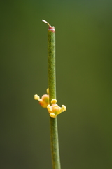 Ephedra likiangensis