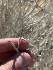 Gnorimoschema octomaculella