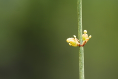 Ephedra likiangensis