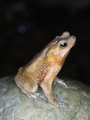 Rhinella castaneotica