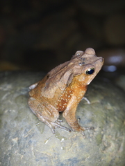 Rhinella castaneotica