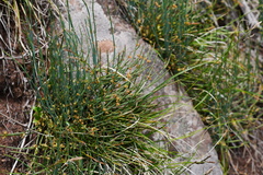 Ephedra likiangensis