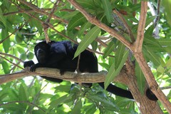 Alouatta discolor